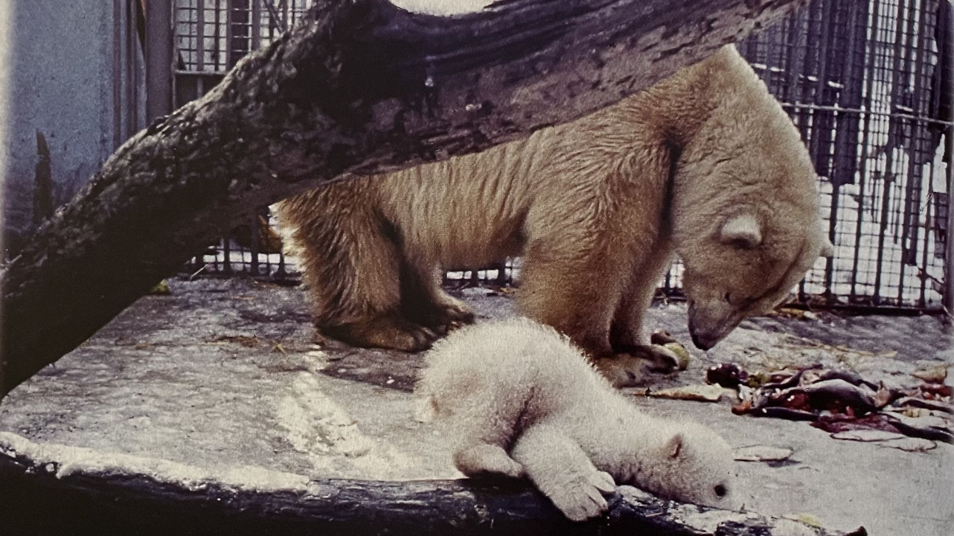 Fot. Śląski Ogród Zoologiczny. Niedźwiedzica Małgosia ze swoim młodym, 1984 r.