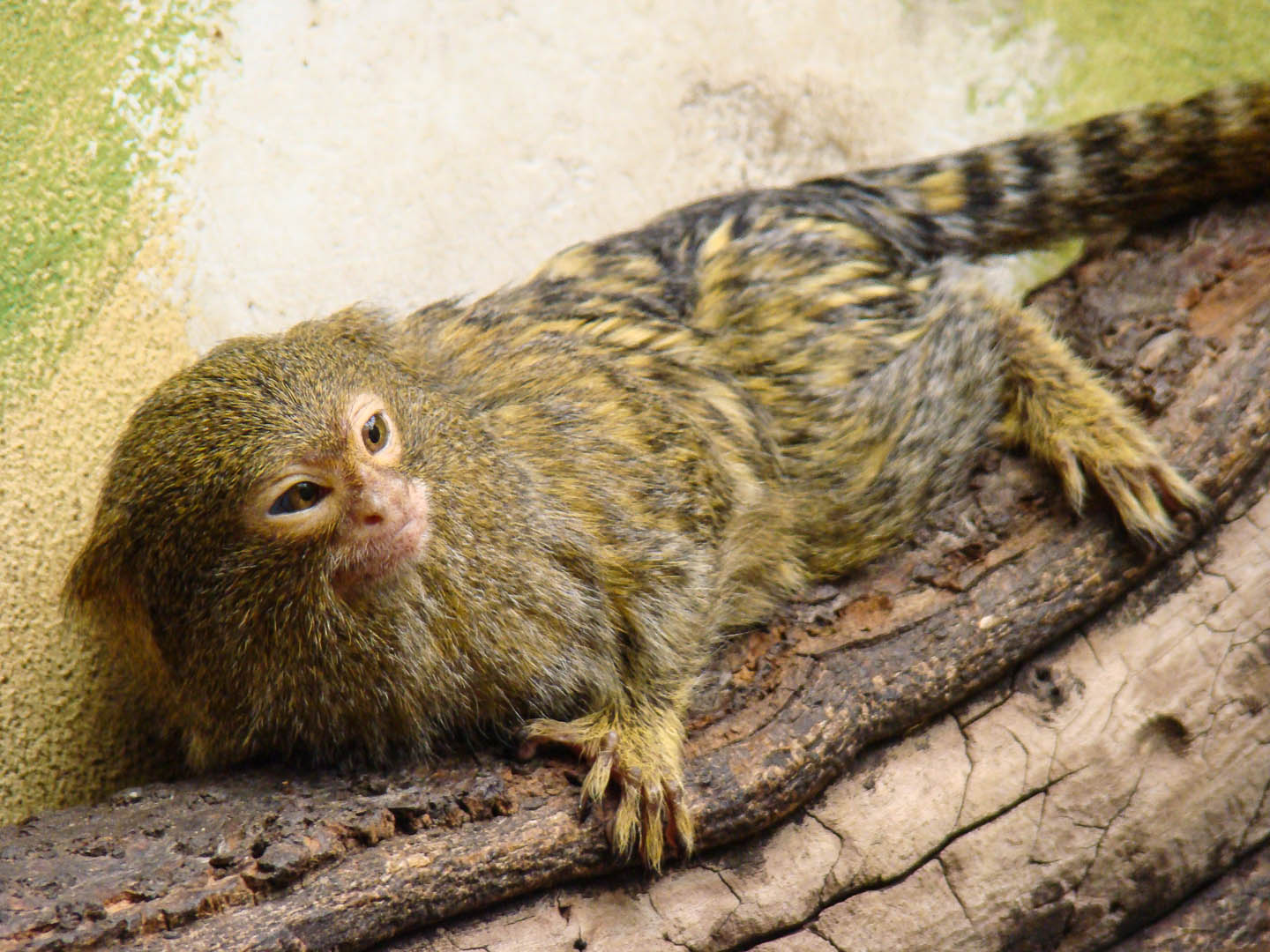 małpka pigmejka zoo