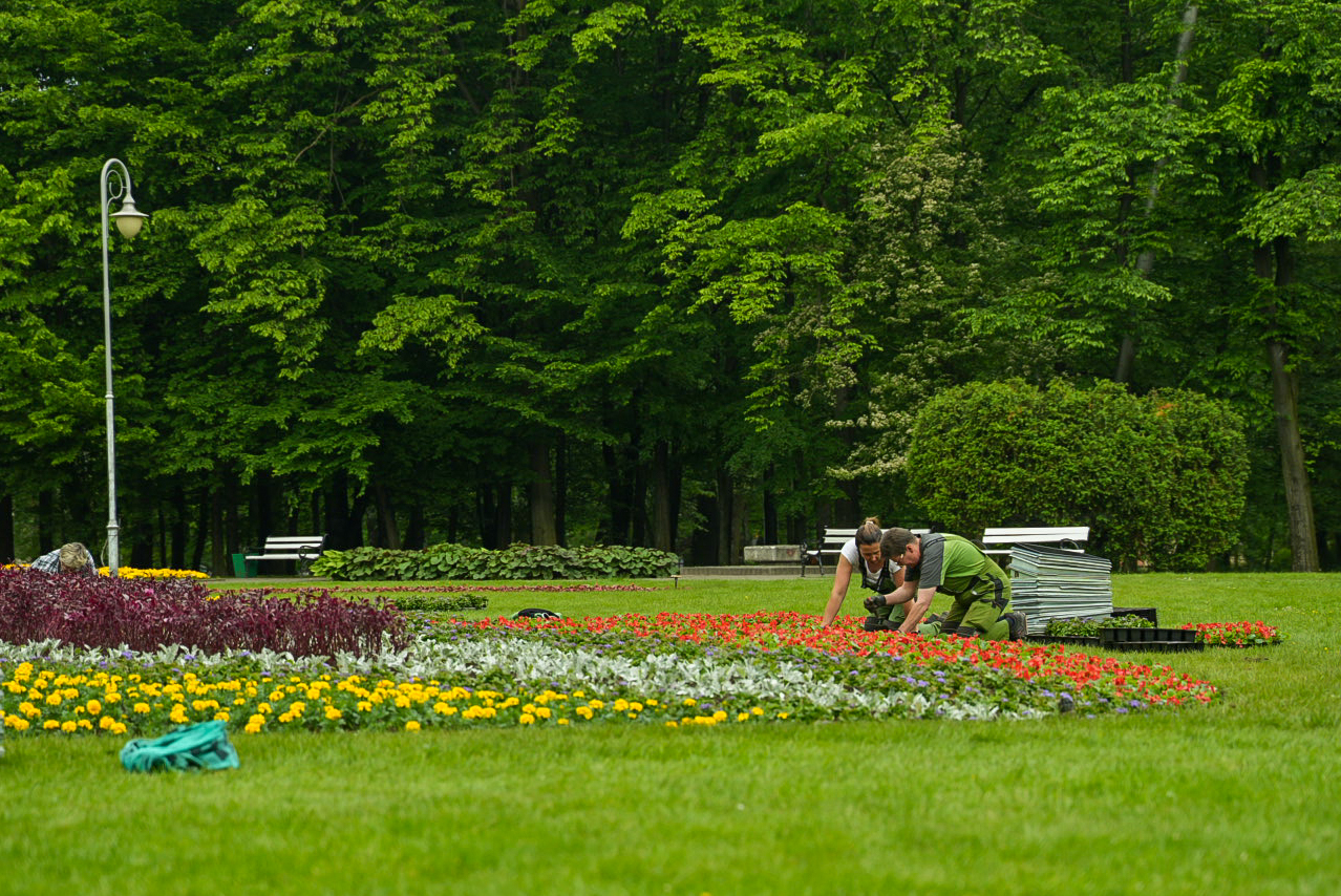 ogrodnicy w parku w Katowicach sadzą kwiaty