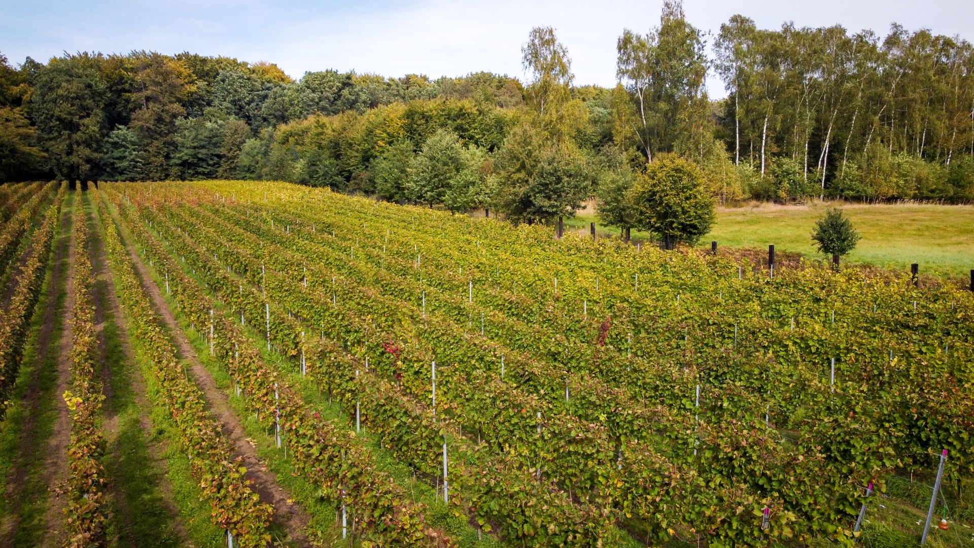 Winnica w Katowicach