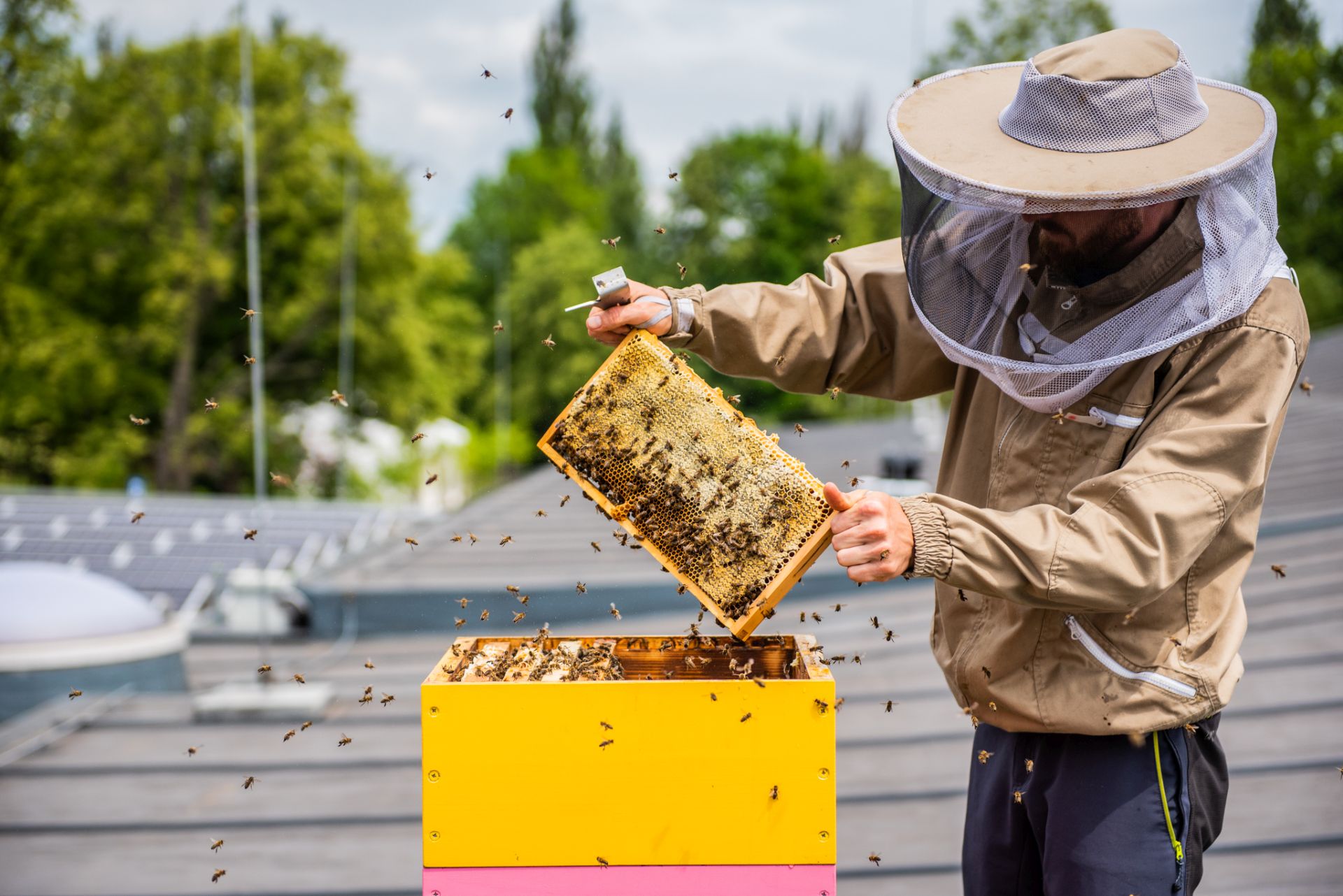 pszczelarz z ulem i pszczołami w katowicach