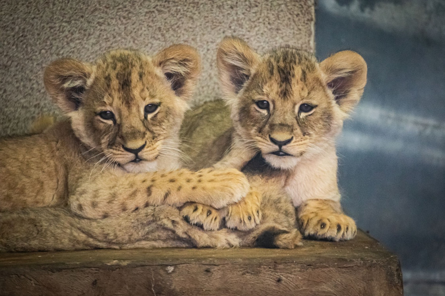 małe lwiątka ze śląskiego zoo