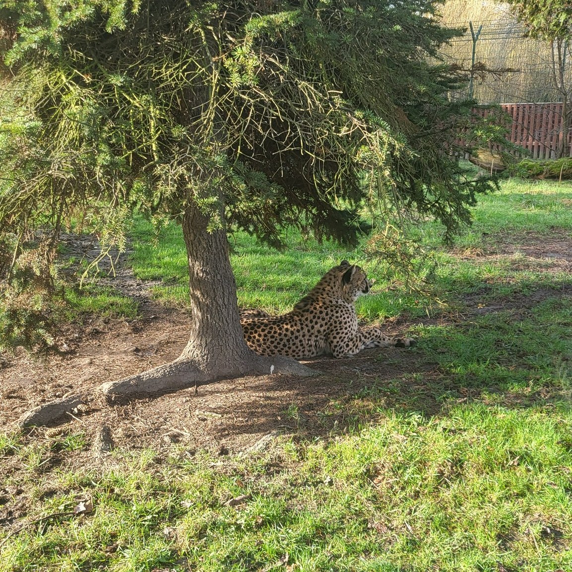 gepardzicia paya w śląskim zoo