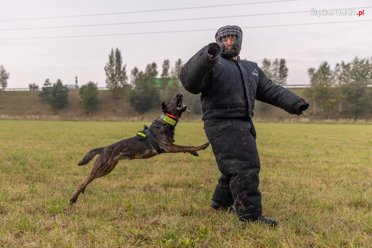 pies atakujący policjanta