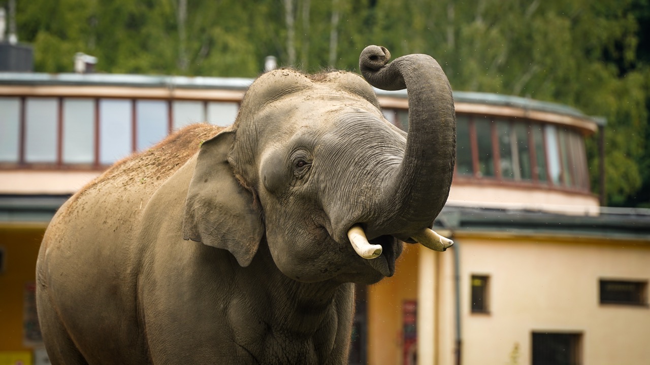 słoń w śląskim ogrodzie zoologicznym