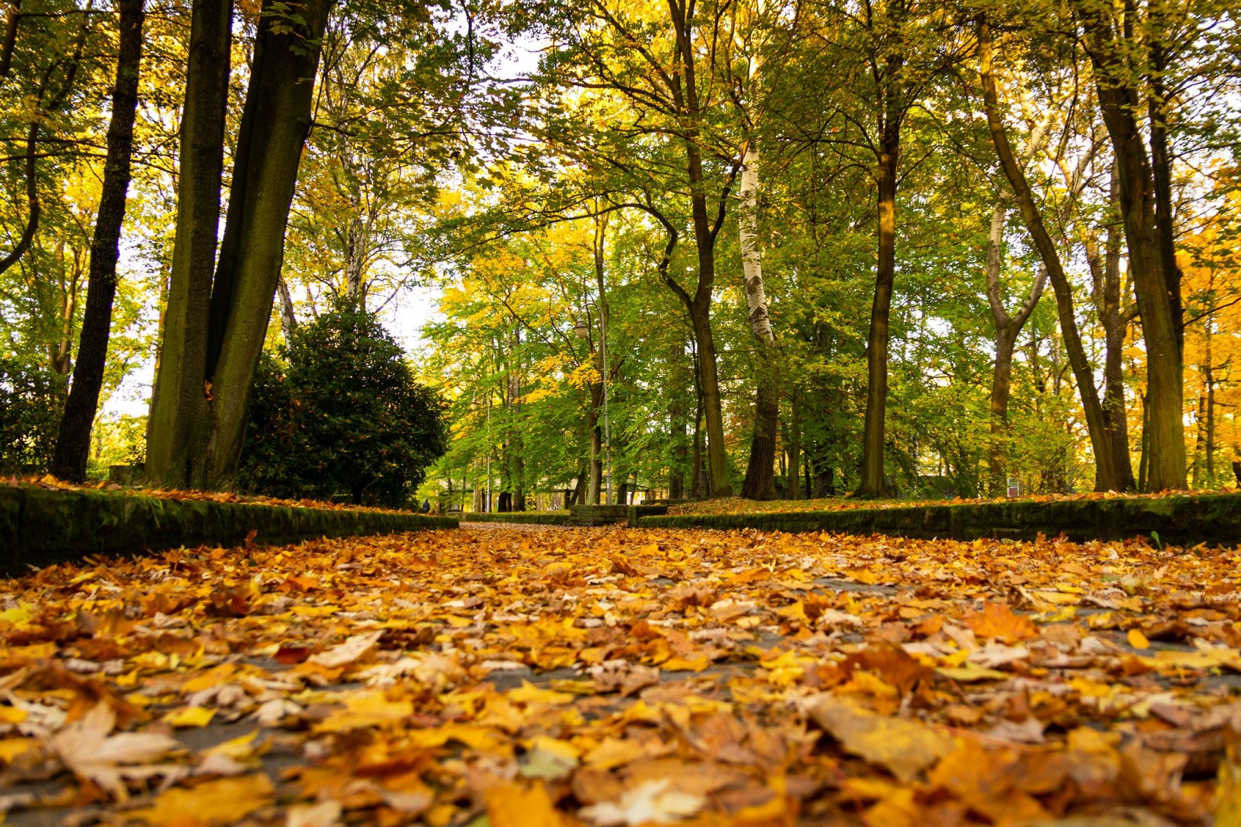 park kościuszki jesienią