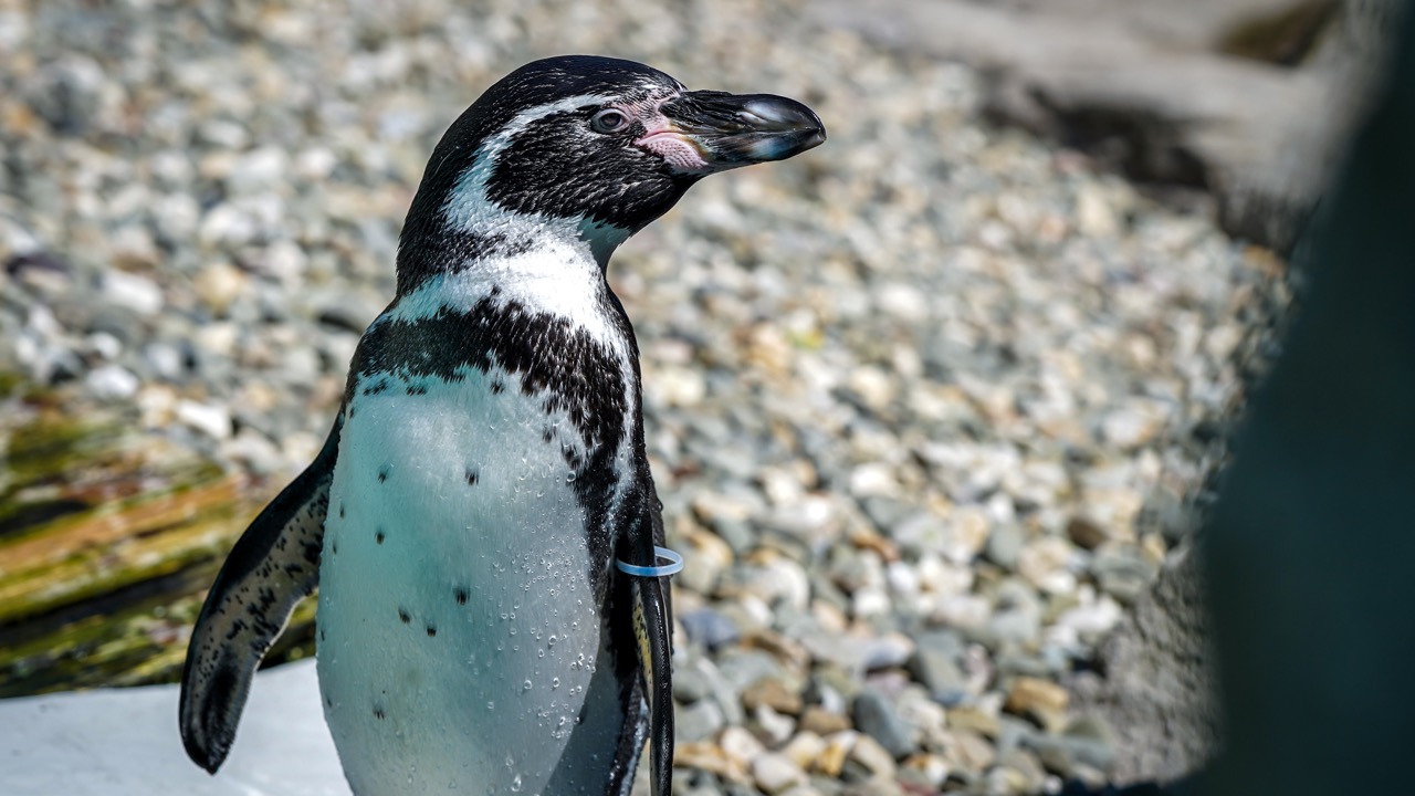 pingwin ze śląskiego zoo