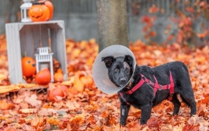 Schronisko dla Bezdomnych Zwierząt w Katowicach. Halloweenowa sesja! (8)