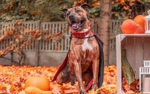 Schronisko dla Bezdomnych Zwierząt w Katowicach. Halloweenowa sesja! (4)