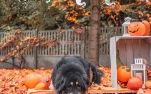 Schronisko dla Bezdomnych Zwierząt w Katowicach. Halloweenowa sesja! (10)