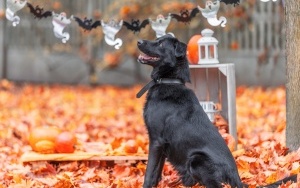 Schronisko dla Bezdomnych Zwierząt w Katowicach. Halloweenowa sesja! (12)