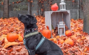 Schronisko dla Bezdomnych Zwierząt w Katowicach. Halloweenowa sesja! (15)