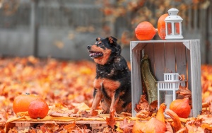 Schronisko dla Bezdomnych Zwierząt w Katowicach. Halloweenowa sesja! (5)