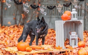 Schronisko dla Bezdomnych Zwierząt w Katowicach. Halloweenowa sesja! (10)