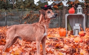 Schronisko dla Bezdomnych Zwierząt w Katowicach. Halloweenowa sesja! (12)