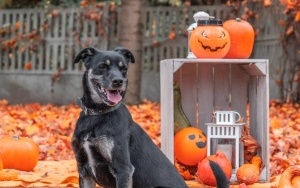 Schronisko dla Bezdomnych Zwierząt w Katowicach. Halloweenowa sesja! (18)