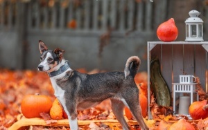 Schronisko dla Bezdomnych Zwierząt w Katowicach. Halloweenowa sesja! (13)