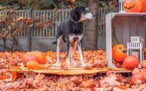 Schronisko dla Bezdomnych Zwierząt w Katowicach. Halloweenowa sesja! (15)