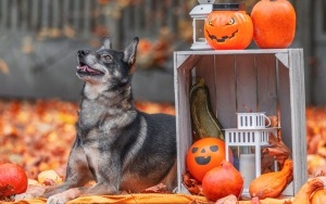 Schronisko dla Bezdomnych Zwierząt w Katowicach. Halloweenowa sesja! (4)