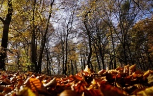 Kościół św. Michała Archanioła w Katowicach (10)