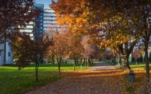 Osiedle Tysiąclecia na jesiennych zdjęciach (5)