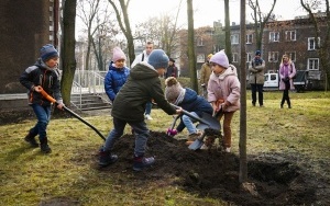 wCOP drzewo w Katowicach. Inauguracja trzeciej edycji programu sadzenia drzew w mieście (2)