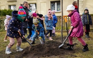 wCOP drzewo w Katowicach. Inauguracja trzeciej edycji programu sadzenia drzew w mieście (4)