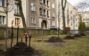 wCOP drzewo w Katowicach. Inauguracja trzeciej edycji programu sadzenia drzew w mieście (15)