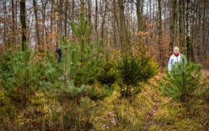 Plantacja choinek Nadleśnictwa Katowice (2)