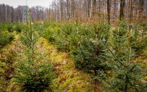 Plantacja choinek Nadleśnictwa Katowice (4)