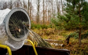 Plantacja choinek Nadleśnictwa Katowice (9)