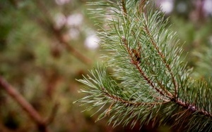 Plantacja choinek Nadleśnictwa Katowice (11)