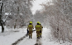 Strażacy uratowali bobra w Szopienicach (3)
