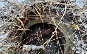 Strażacy uratowali bobra w Szopienicach (1)