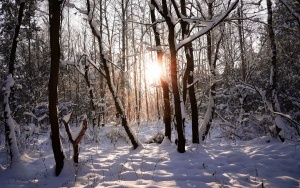 Zima w panewnickim lesie w Katowicach (1)