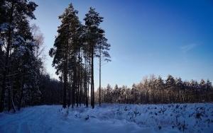 Zima w panewnickim lesie w Katowicach (2)