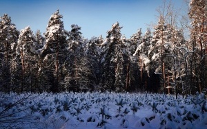 Zima w panewnickim lesie w Katowicach (4)