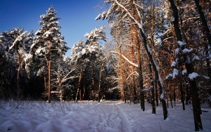 Zima w panewnickim lesie w Katowicach (6)