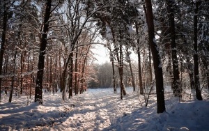 Zima w panewnickim lesie w Katowicach (7)