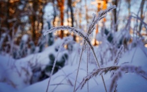 Zima w panewnickim lesie w Katowicach (10)