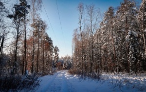Zima w panewnickim lesie w Katowicach (12)