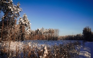 Zima w panewnickim lesie w Katowicach (13)