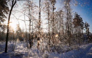 Zima w panewnickim lesie w Katowicach (14)