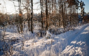 Zima w panewnickim lesie w Katowicach (15)