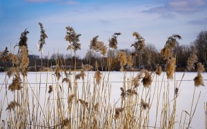 Staw Morawa zimą 2023 (3)