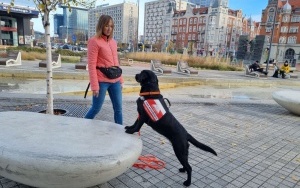 Fundacja DOGIQ szkoli psy dla osób z niepełnosprawnościami (1)