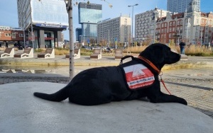Fundacja DOGIQ szkoli psy dla osób z niepełnosprawnościami (2)