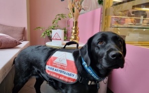 Fundacja DOGIQ szkoli psy dla osób z niepełnosprawnościami (4)