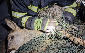 Strażacy uratowali sarenki w Katowicach (4)