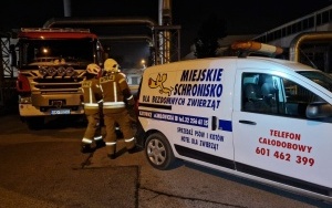 Strażacy uratowali sarenki w Katowicach (9)